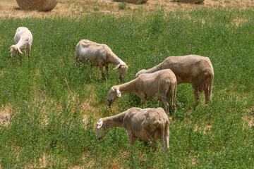 Schafe auf der Weide in der Toskana