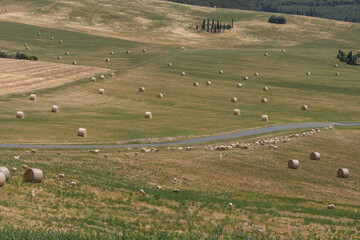 Obraz premium Schafe auf der Weide in der Toskana mit Strohballen (rund) im Sommer
