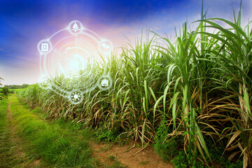 Innovation technology for smart farm system, Agriculture management, - obrazy, fototapety, plakaty
