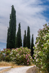 Zypressen in der Toskana bei blauem Himmel im Sommer mit blühenden Oleander