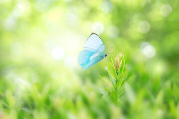 Closeup nature view of butterfly with green leaf on blurred greenery background in garden with copy space using as background natural green plants landscape,