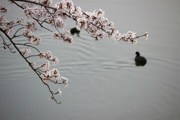 桜