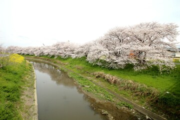 桜