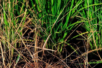 Young rice plants in the middle of green rice fields with a bright blue sky.