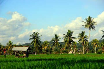 Fototapeta premium The vast expanse of beautiful rice fields with coconut trees in the middle of the rice fields, small cottages for resting and clear blue skies give an extraordinary impression.