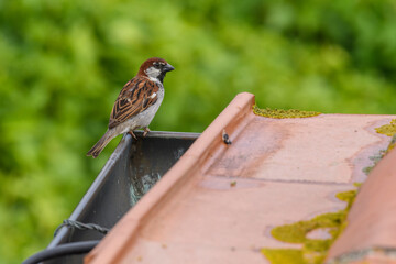 Weidensperling, m&auml;nnlich, auf Dachrinne mit Dach und gr&uuml;nem  Hintergrund,