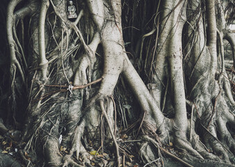 Roots of banyan tree in Thailand's forests