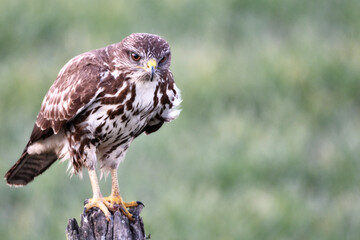 Eagle in Doñana National Park.