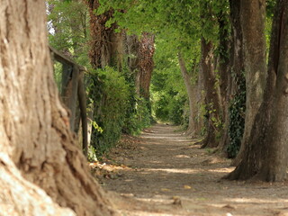 Sentiero tra gli alberi