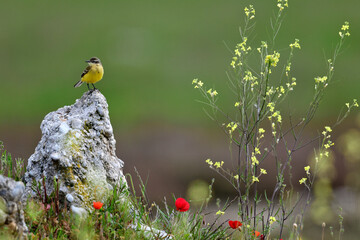 Schafstelze, Maskenschafstelze // Black-headed wagtail (Motacilla flava feldegg) - Region Mazedonien , Griechenland