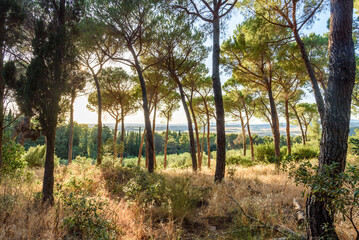 Blick durch Kiefernwald auf Meer und Ebene in der Toskana am Abend