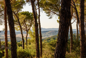 Blick durch Kiefernwald auf Meer und Ebene in der Toskana am Abend