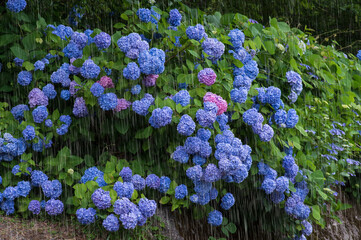 雨とあじさい　雨を強調