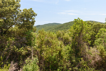 Fototapeta na wymiar Blick durch Zweige auf Berge der Macchia della Magona