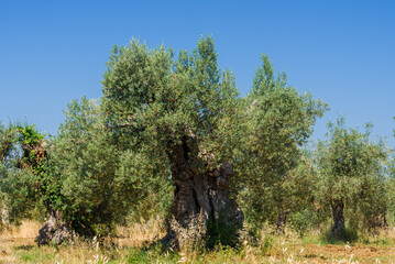 Alte Olivenbäume in der Toskana vor blauem Himmel im Sommer
