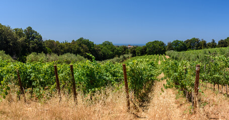 Weinberg in der Toskana bei Bolgheri im Sommer bei Wolken und blauem Himmel und Olivenbäume und Hügeln