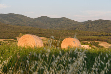 Strohballen ( rund)  auf dem abgeernteten Wiesen vor der Macchia della Magona in Italien im Sommer 