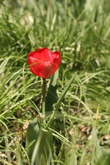 Obraz premium red poppy in the garden