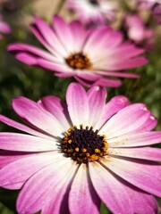 Fototapeta premium pink cosmos flower