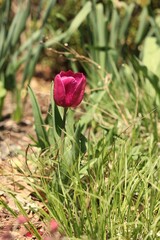 Colorful spring tulips and flowers growing in the fields.