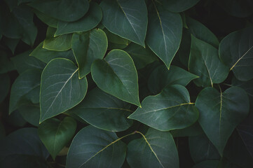 Fototapeta premium Abstract nature background with green plant leaves