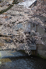 早春の京都