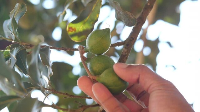 Farmer harvesting macadamia in the plant