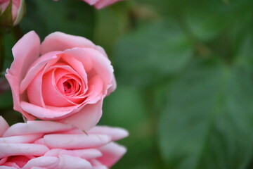 rose in pink color with blurred background