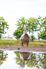 Fototapeta premium One male mallard duck, grooming himself at the side of the water, with autumn leaves floating around.