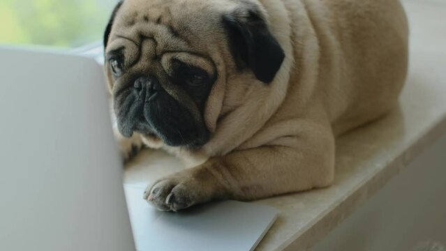 Cute dog pug with a laptop on the windowsill