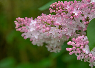 purple lilac flower branch green background. Invitation, card, copy space for text, pattern, wallpaper, banner, cover, mockup, for your design, horizontal