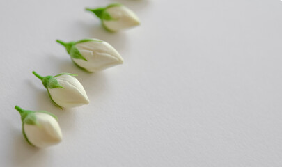 jasmine buds in line on white background. Invitation, card, copy space for text, pattern,...