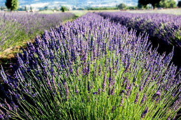 Festa della lavanda Castelnuovo di Assisi
