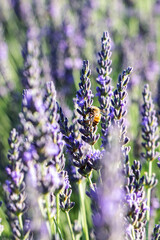 Festa della lavanda Castelnuovo di Assisi
