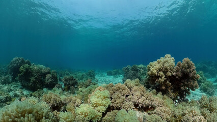 Beautiful underwater landscape with tropical fish and corals. Philippines.