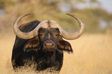 Cape or African buffalo bull, game farm, South Africa