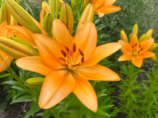 Close-up of the bulbous lily (Lilium Bulbiferum)