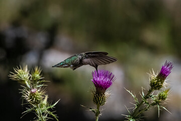 Anna's Hummingbird (Calypte anna) Feeding on Arizona Thistle (cirsium arizonicum)