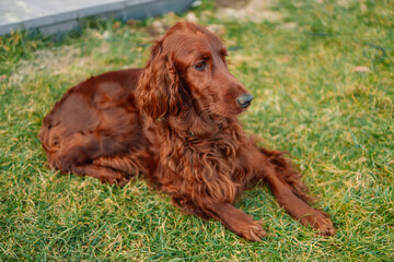 Beautiful red Irish setter dog lying on green summer grass at garden