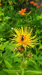 yellow dandelion flower