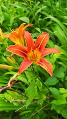 orange tiger lily