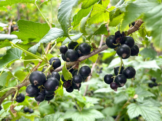 Black currant (Latin Ribes nigrum) is a deciduous shrub, a species of the genus Currant (Ribes) of the monotypic Gooseberry family (Grossulariaceae)