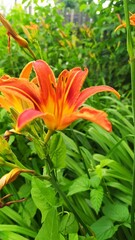 orange lily flower