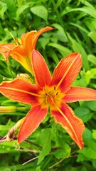orange tiger lily