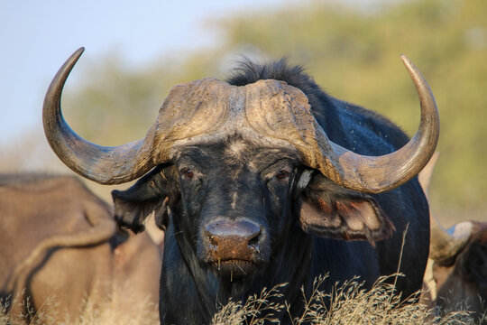 Cape Or African Buffalo Bull, Game Farm, South Africa