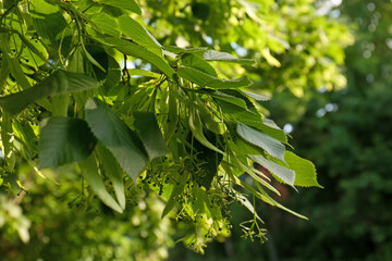 Closeup view of blossoming linden tree outdoors on sunny spring day