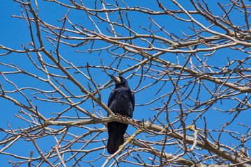 The rooks have returned to their native places, they are timid and cautious, they do not let them get close.