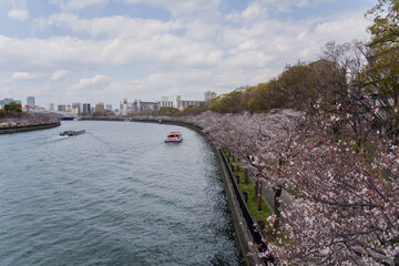 毛馬桜ノ宮公園（大阪府大阪市）の桜並木