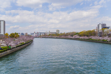 毛馬桜ノ宮公園（大阪府大阪市）の桜並木