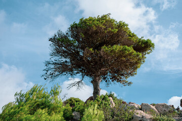 Obraz premium tree in the mountains